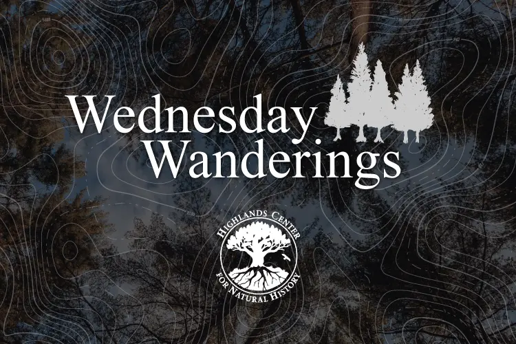 Wednesday Wanderings